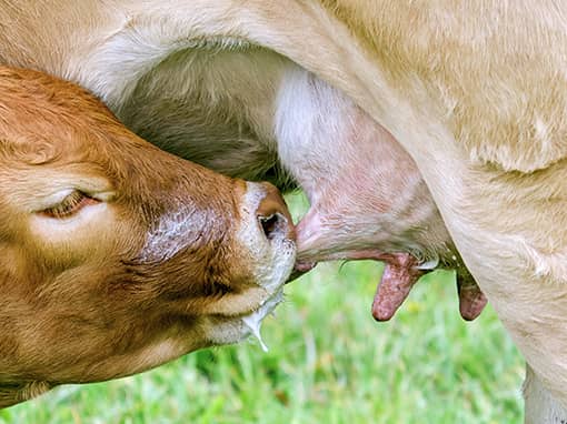 Alimentación animal y calidad y seguridad de los alimentos